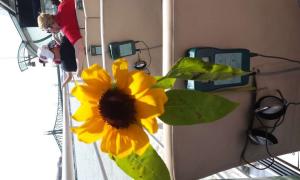 Scleroderma világnap, 2016